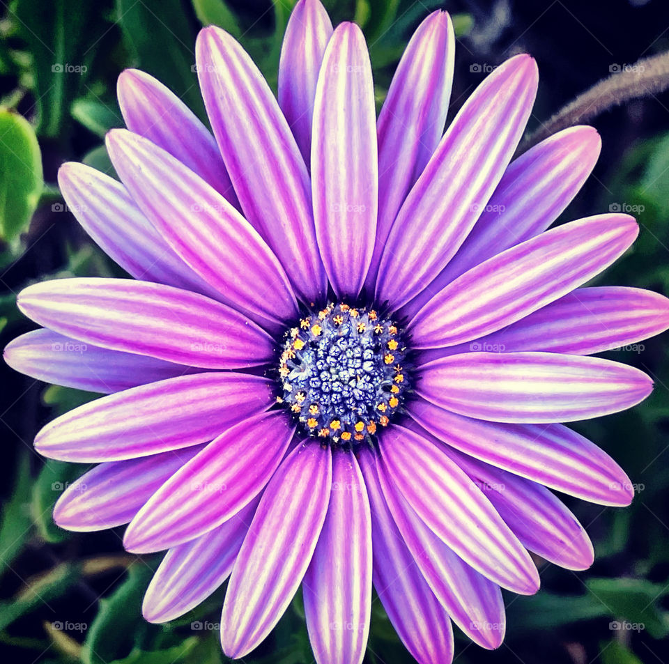 Purple Passion