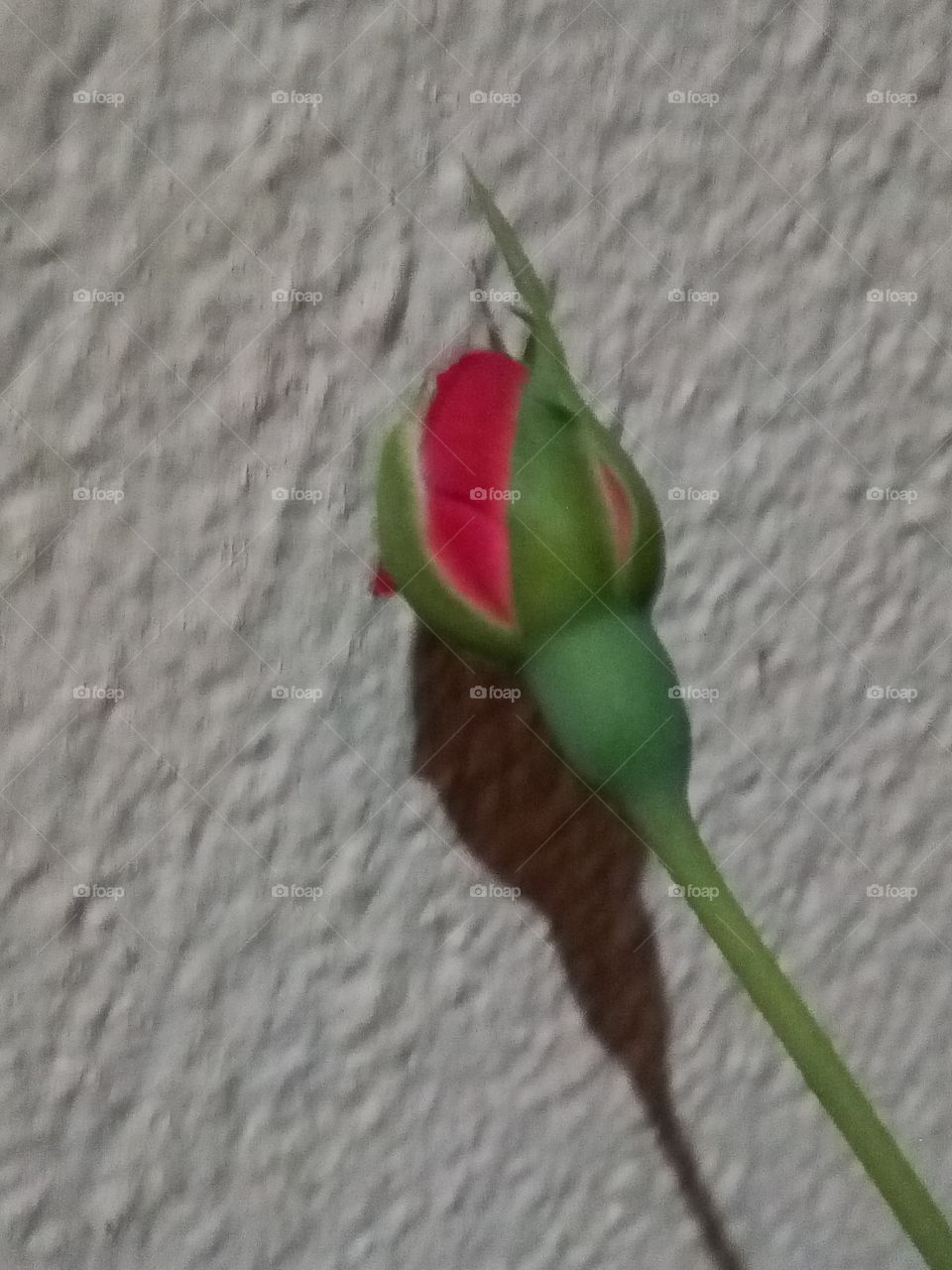rose emerging capsule