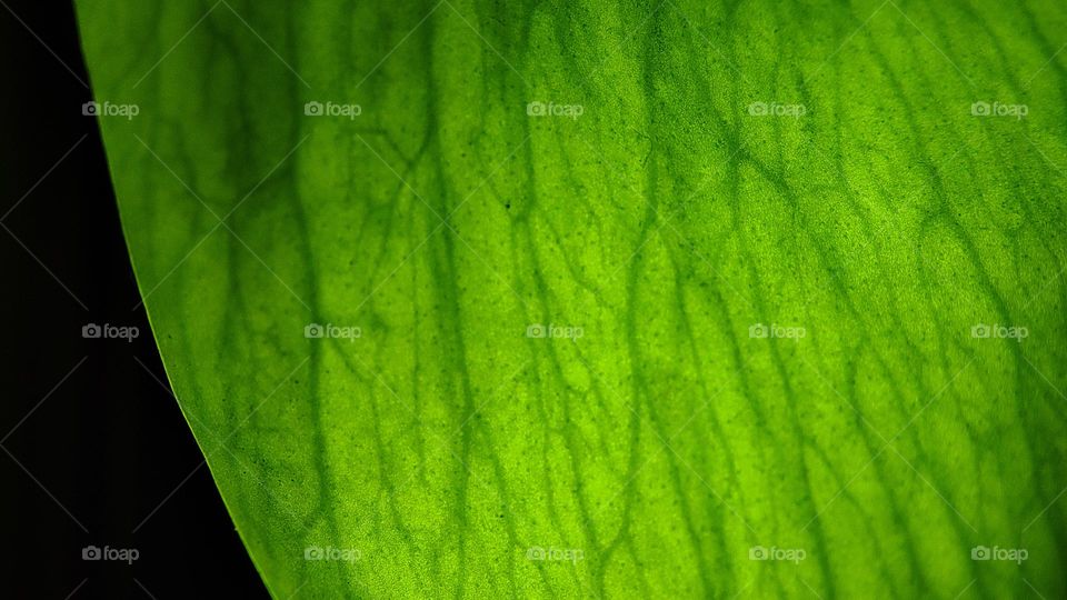 Green lines plant