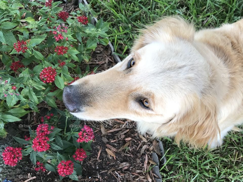 golden retriever in flower bed