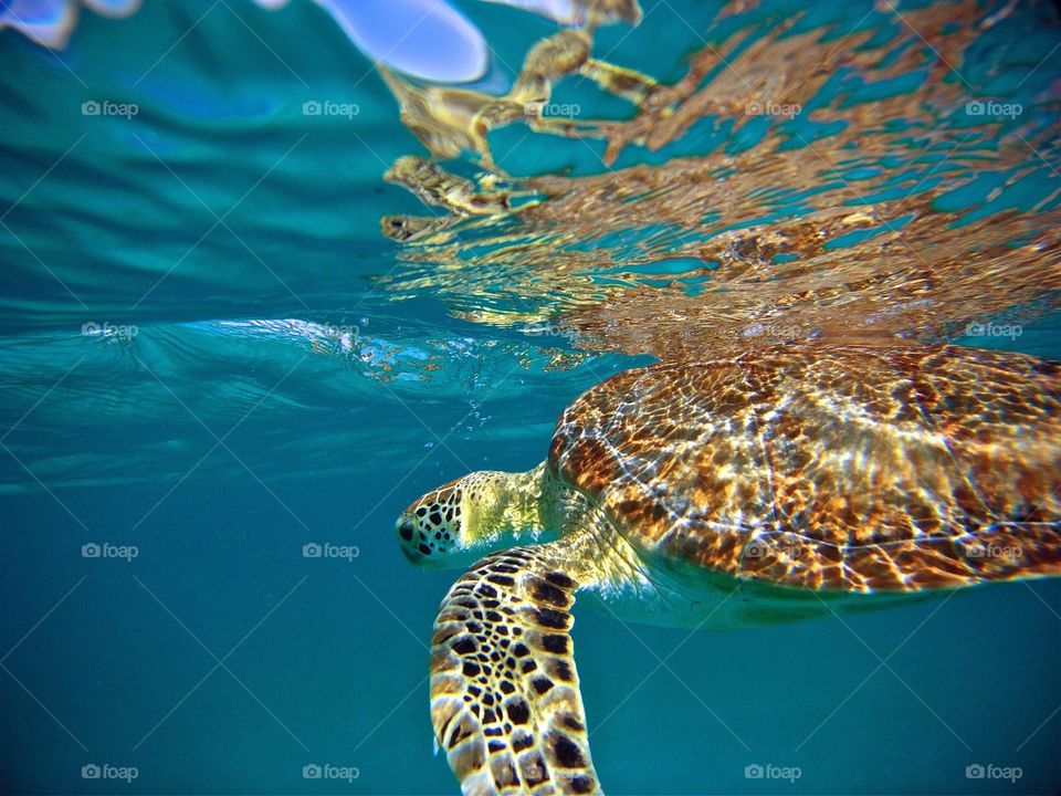 Sea Turtle Swimming