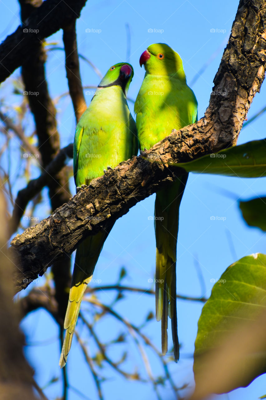 A pair of parrots perched on a tree engaging in a loving gaze... On the backdrop of a warm spring morning... Different shades of green fill up the picture...