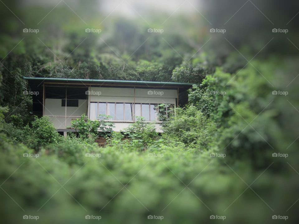 A house in the hill forest.