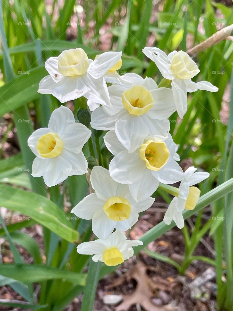 The photo captures a cluster of white daffodils with vibrant yellow centers, their petals softly glowing in the early spring sunlight. The delicate flowers stand tall against a backdrop of fresh, green leaves that exude a sense of renewal.