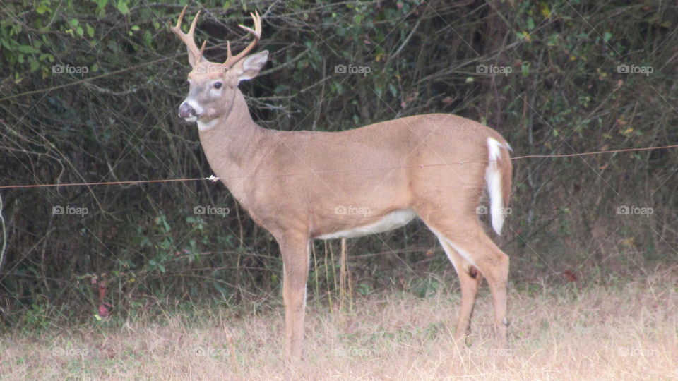Deer, Mammal, Buck, Wildlife, Antler