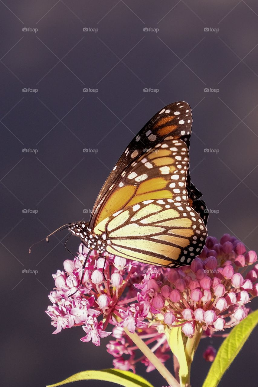 A monarch butterfly feasting on the sweet nectar from the blooms of a swamp milkweed at Yates Mill County Park in Raleigh North Carolina. View of underside of wings. 