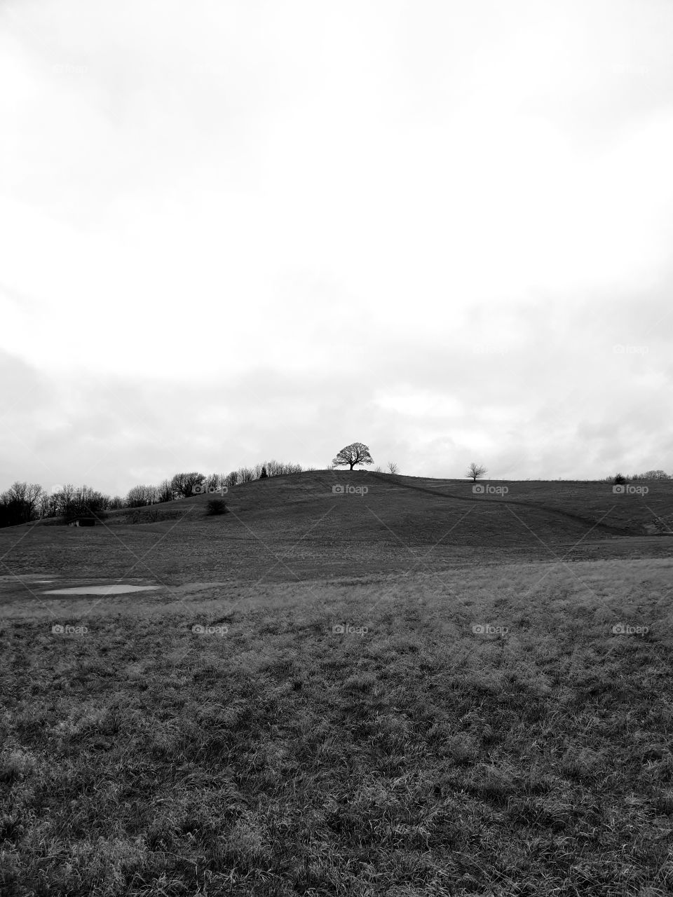 Lonely tree on hill