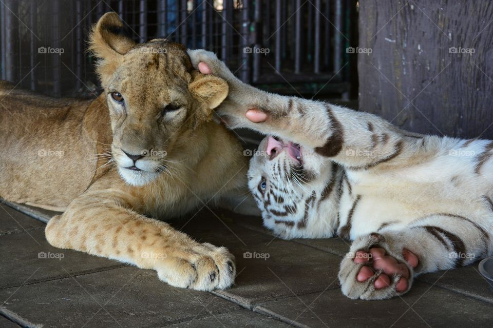 Play with me, please!. A baby white tiger is trying to ask a baby lion playing together.