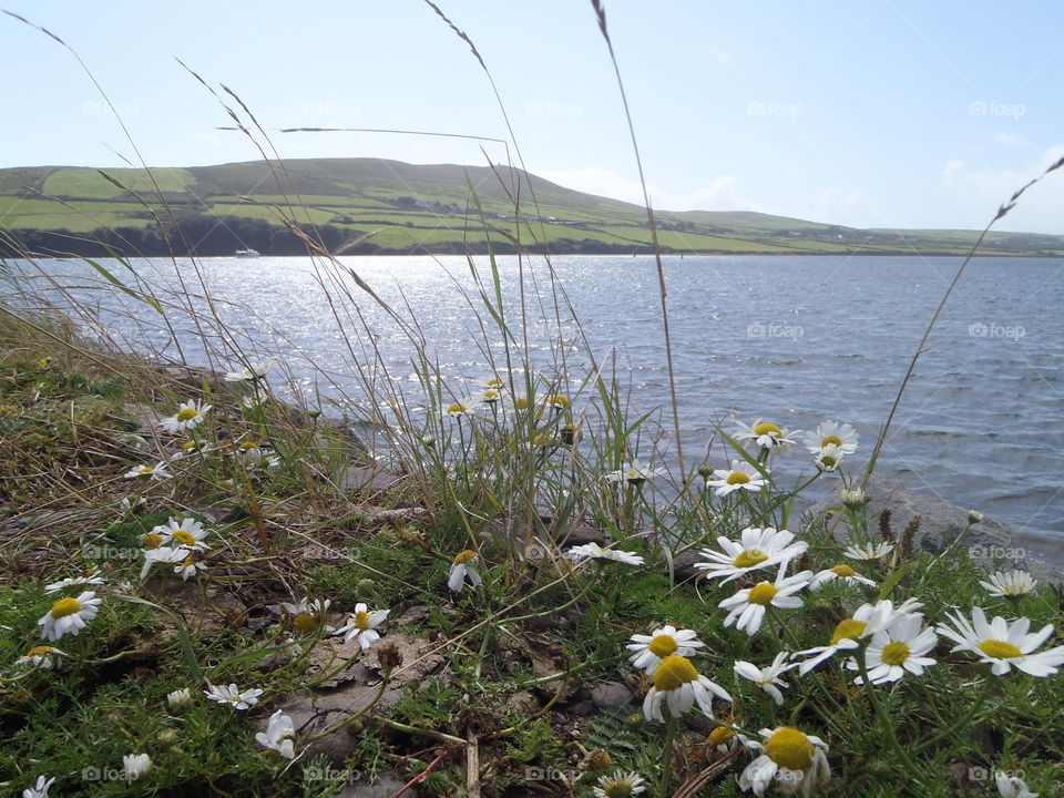 Shores. In dingle on the way to swim in front of dolphins