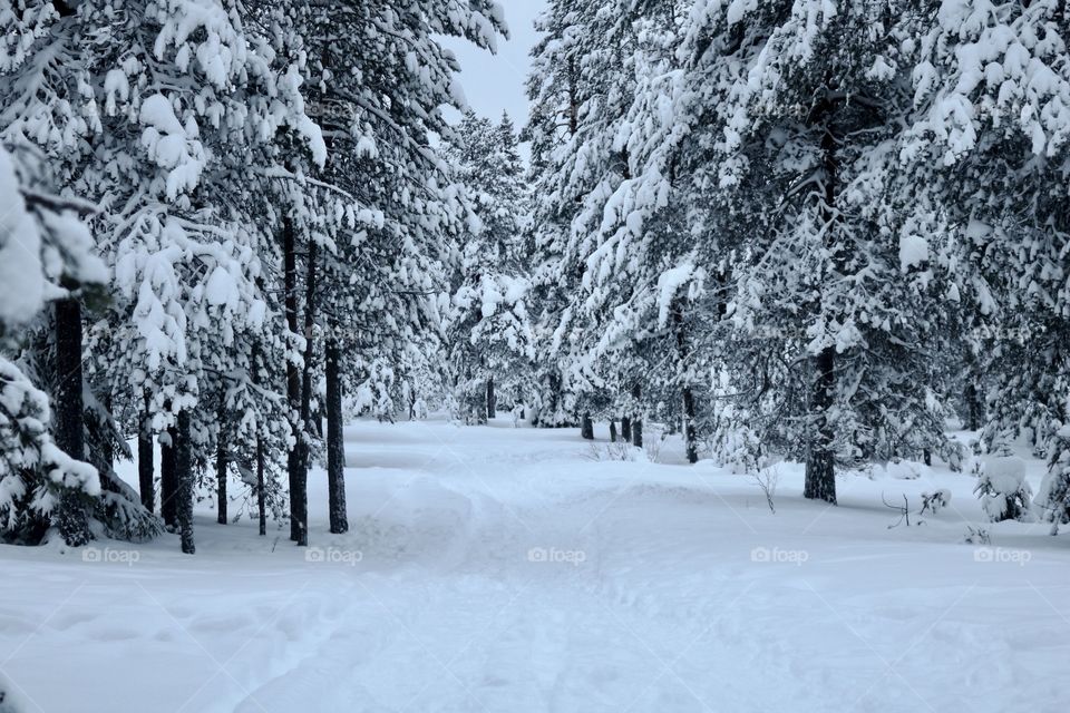 Snowy road through forest