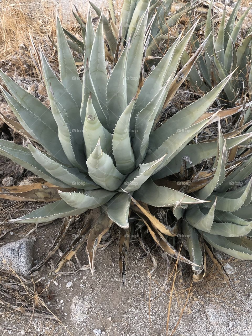 Century Plant In Anza Borrego Desert State Park