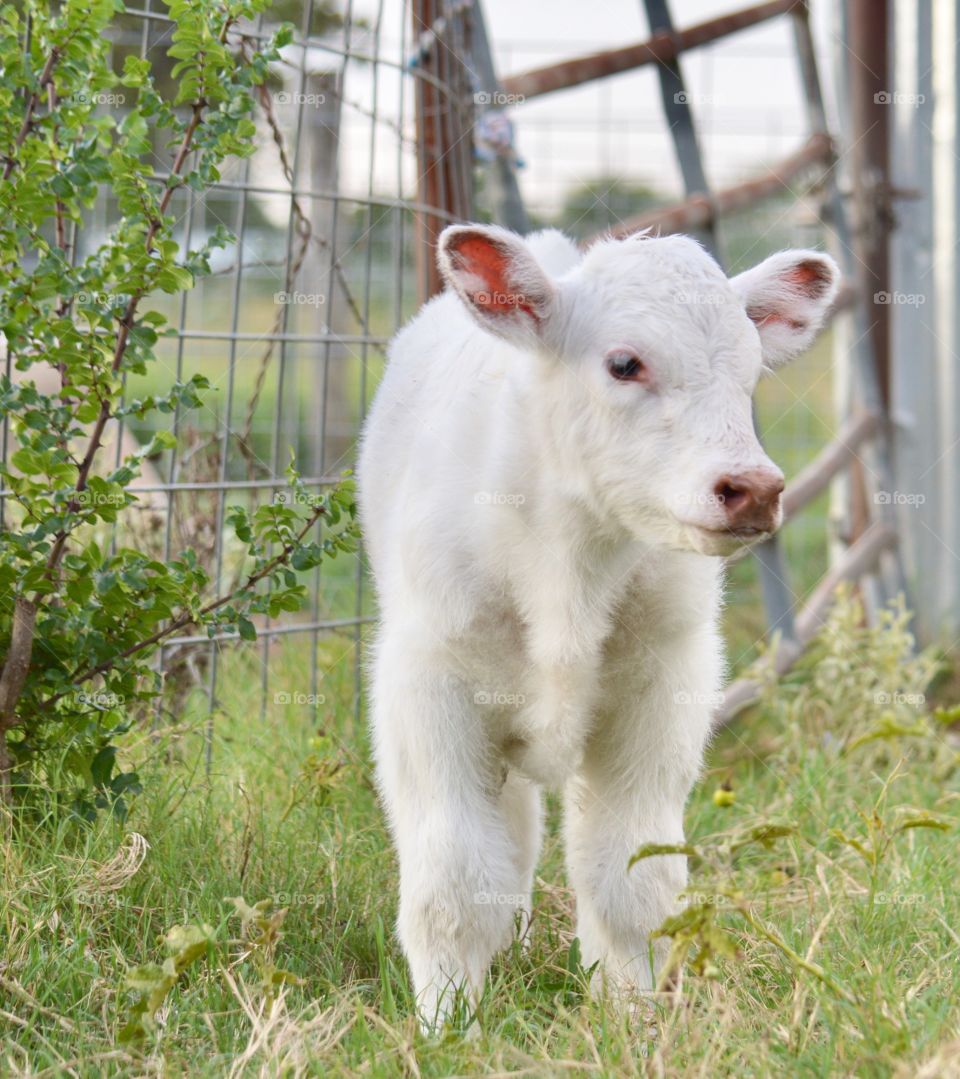 Shorthorn calf. Two days old. 