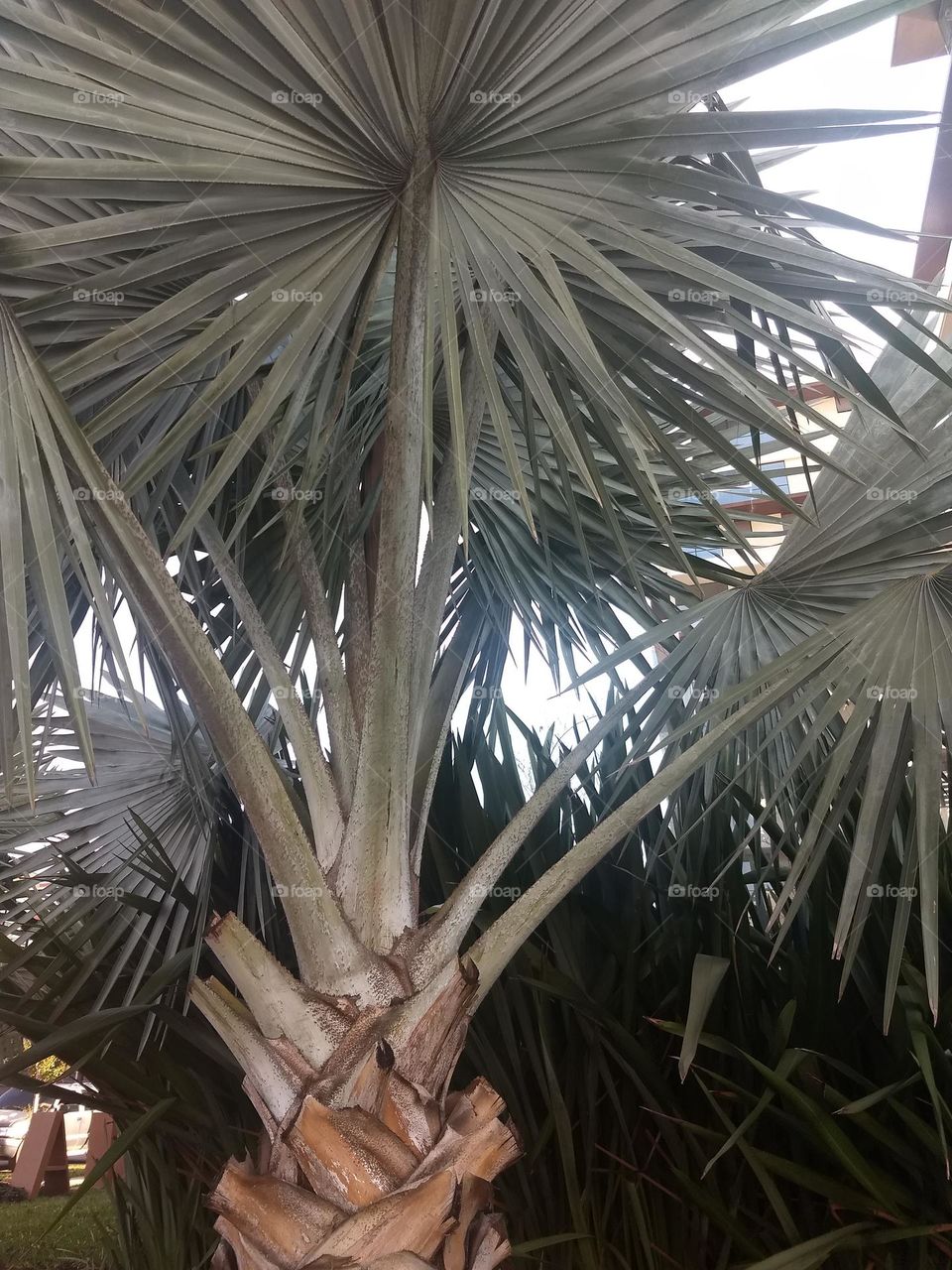 Palmtree