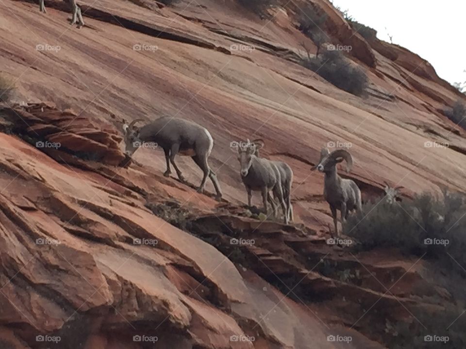Bighorn sheep in Zion National Park. 
