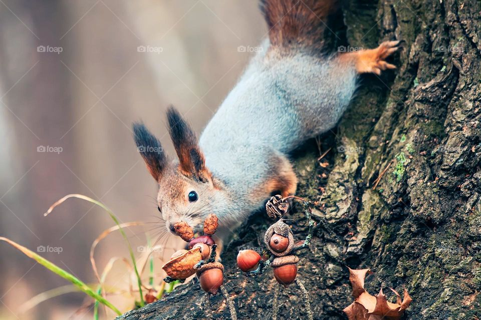 Close-up of a squirrel climbing a tree and collecting nuts. The squirrel is brown and gray with large eyes, furry ears, and a bushy tail