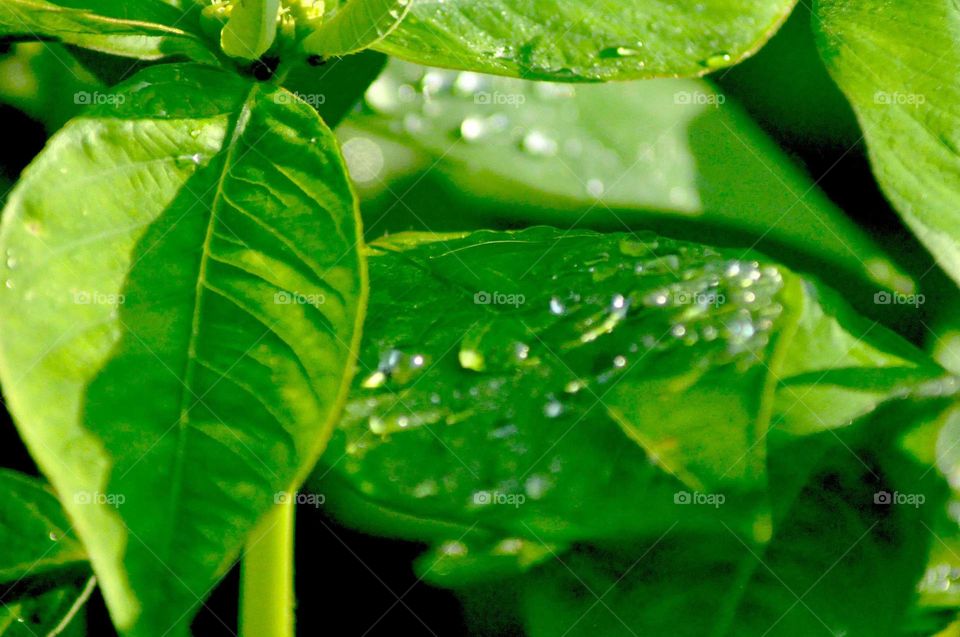 --The pure in the morning ....