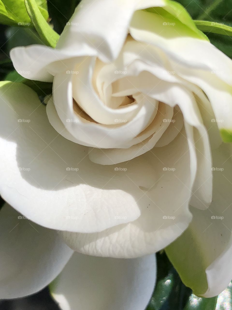 Purity - white gardenia bloom