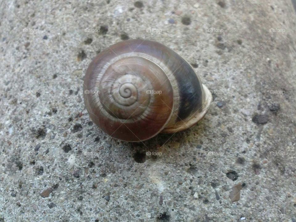 Snail in a Shell