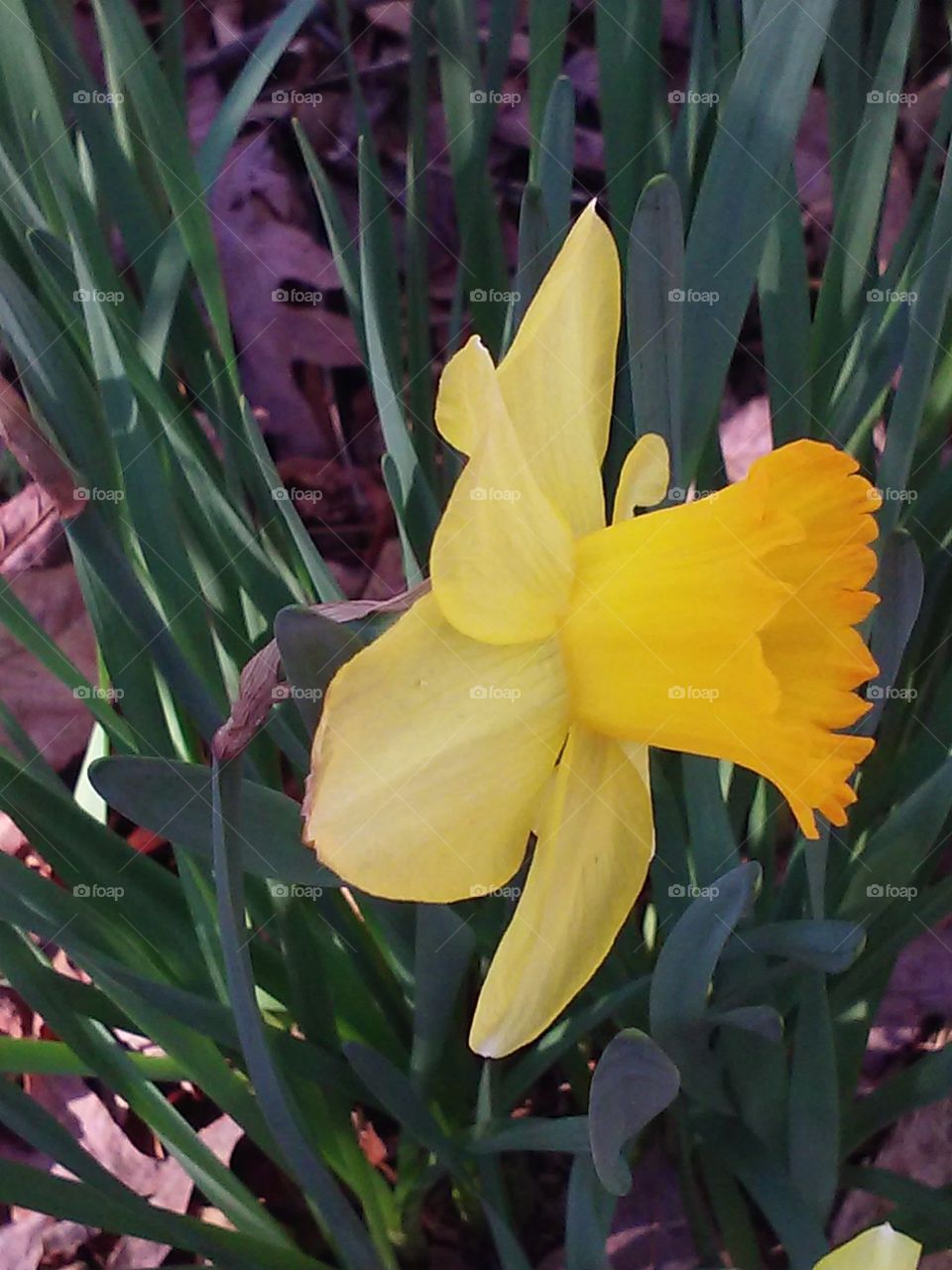 Flower, Flora, Garden, Nature, Leaf