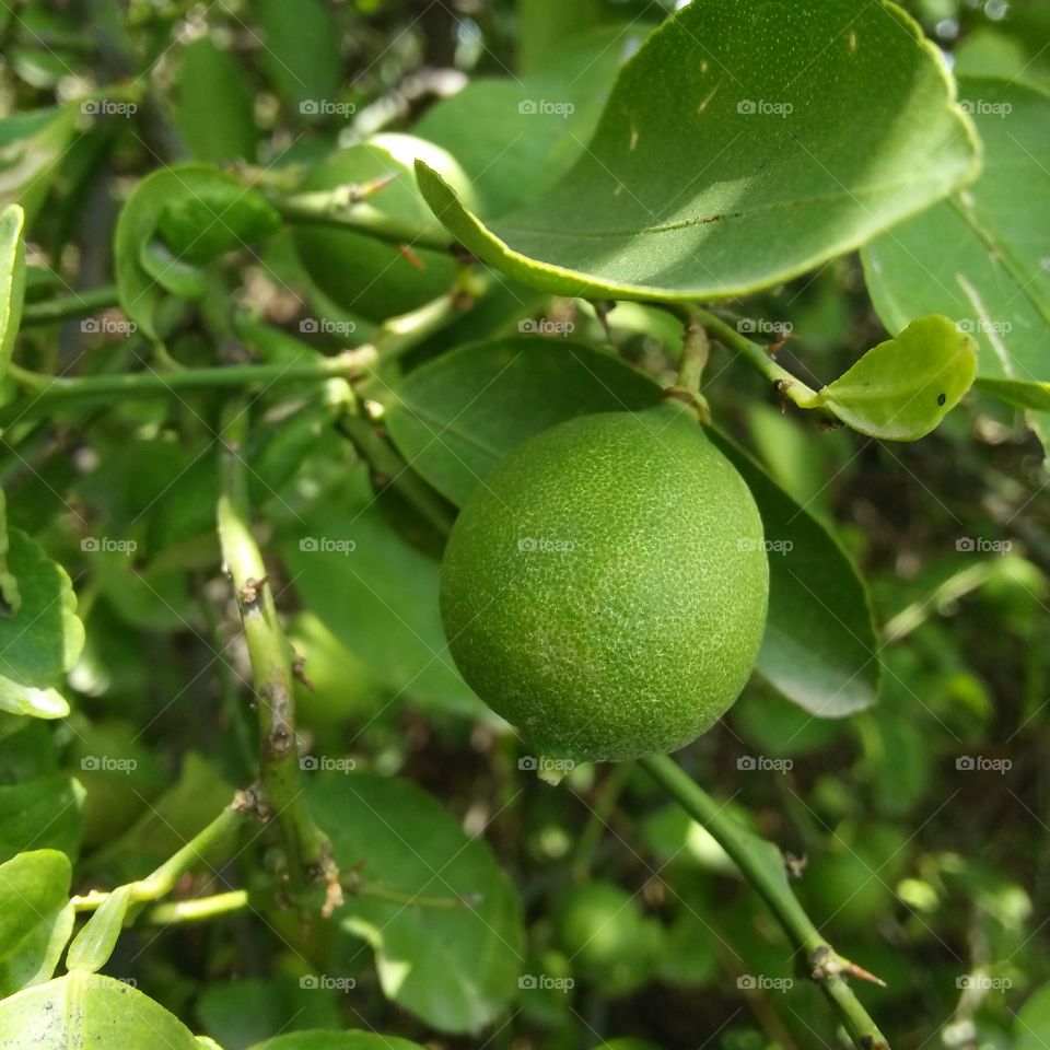 green baby Lemon