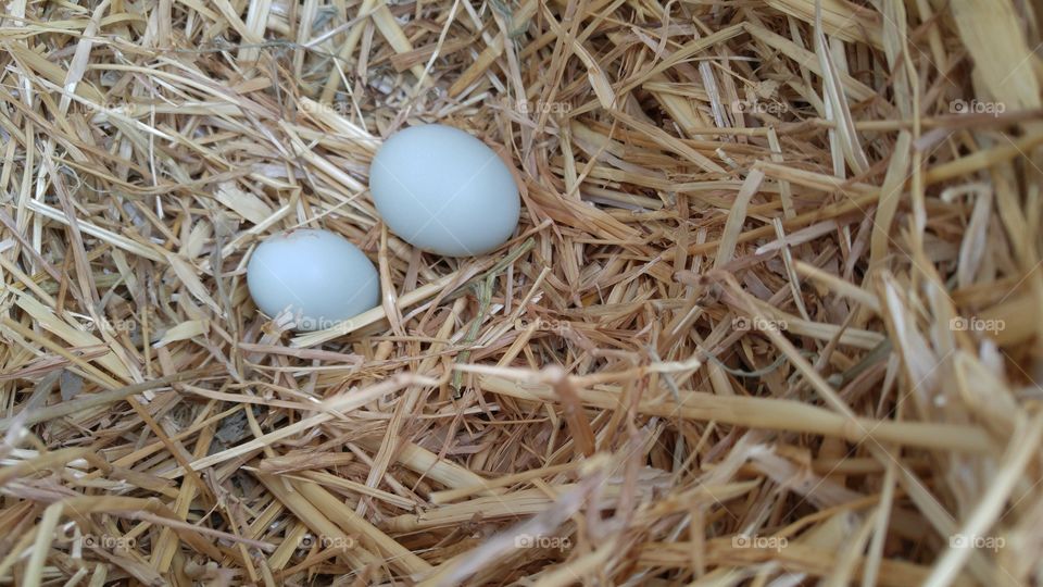 blue legbar eggs