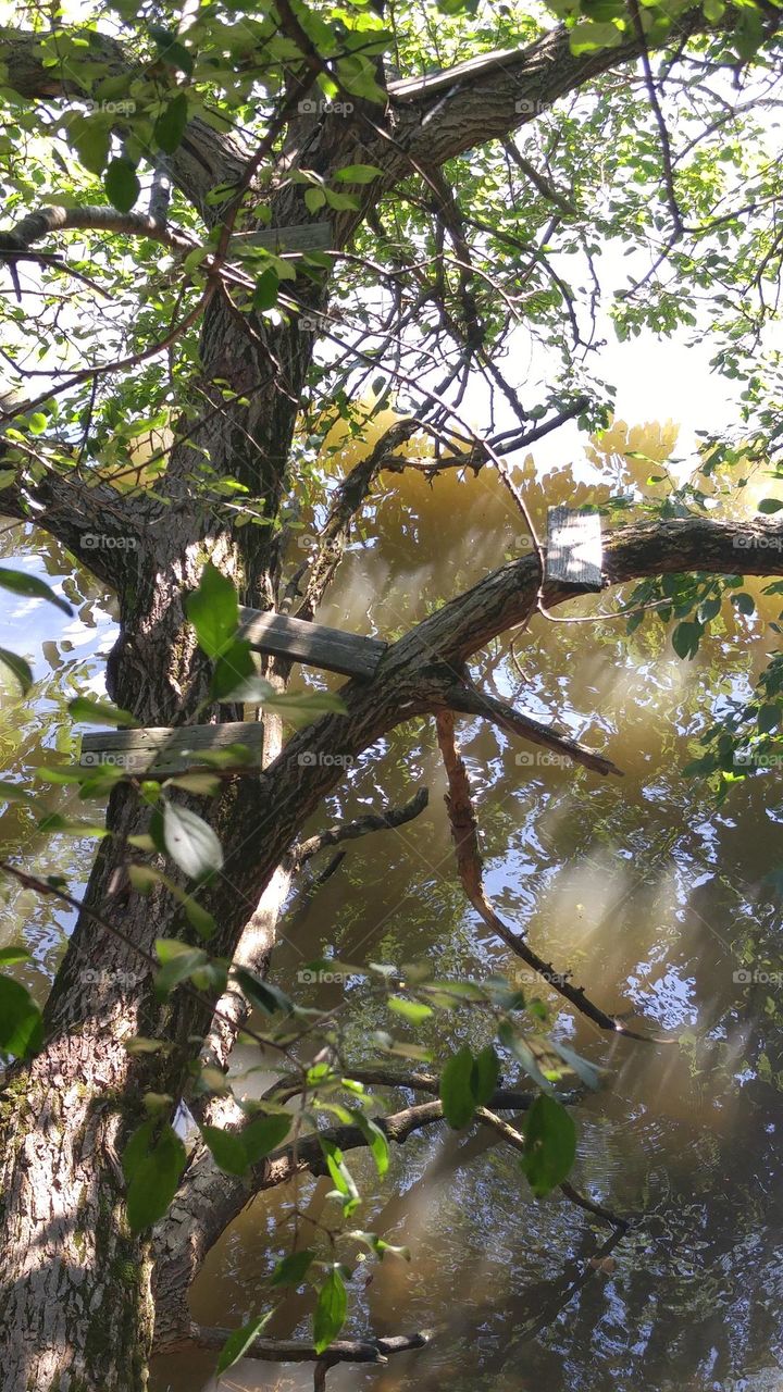 The treehouse that never could 🌿