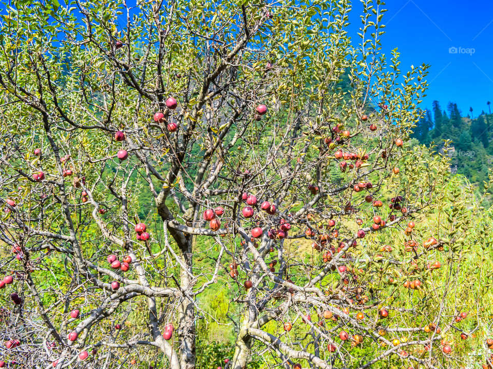 Red apples on tree branch: Ripe organic apples in the summer garden, Colorful outdoor shot containing a bunch of red apples on a branch ready to be harvested agriculture and nature background concept