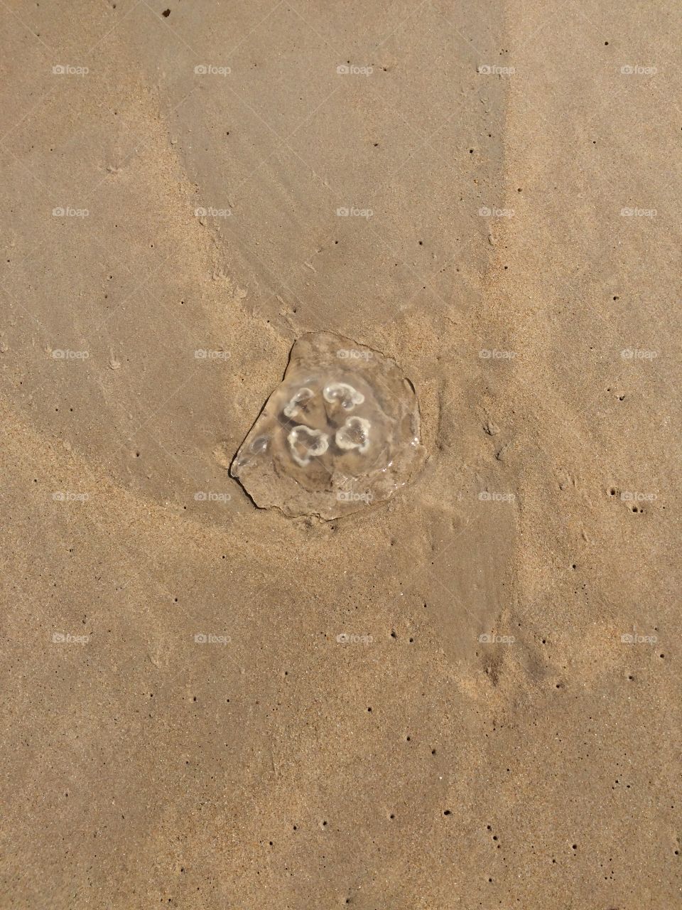 Jelly fish at the beach 