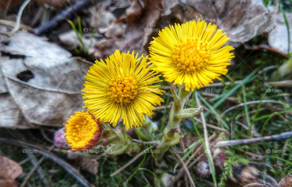 Close-up of yellow flower