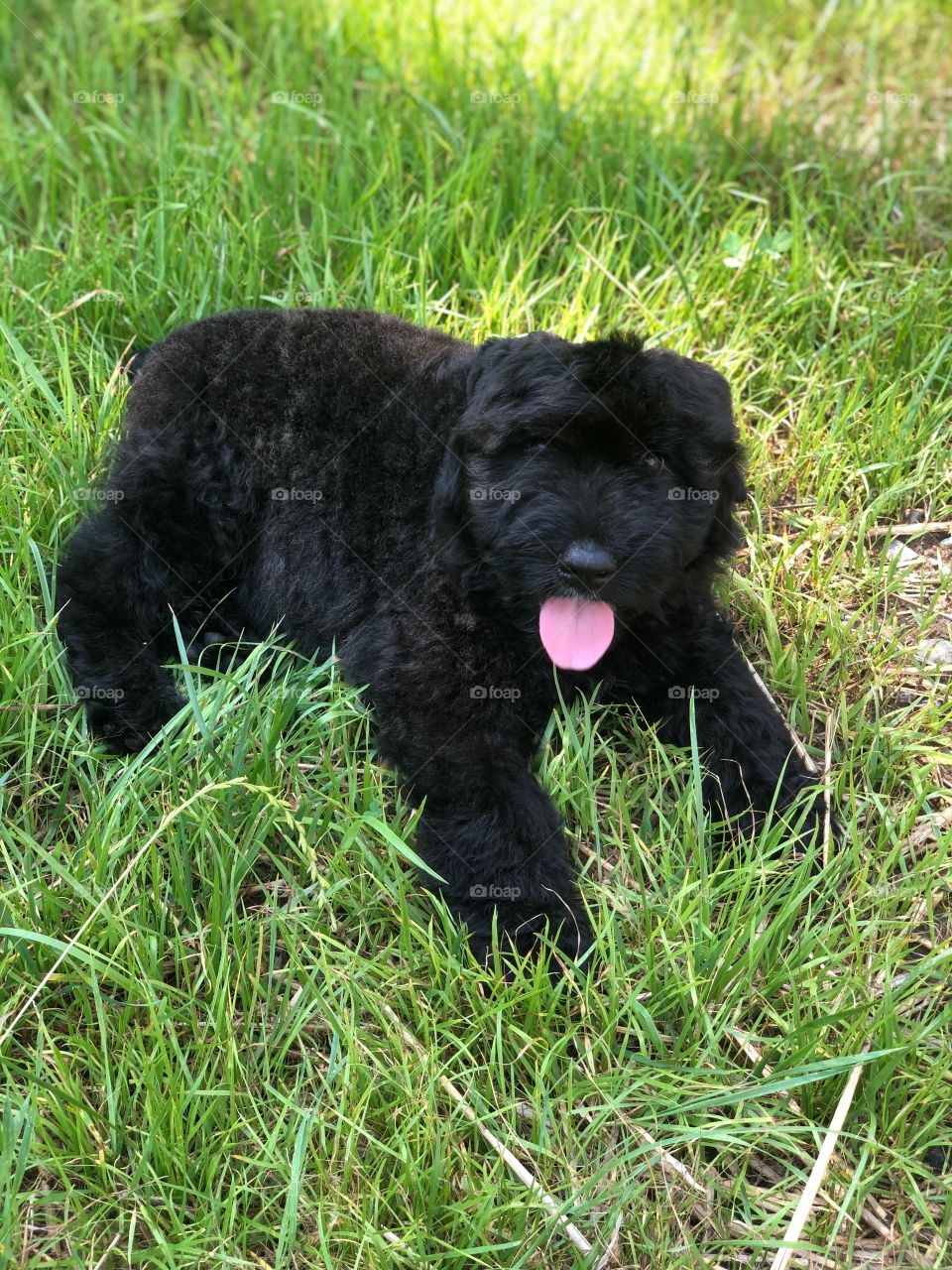 Bouvier Des Flandres 