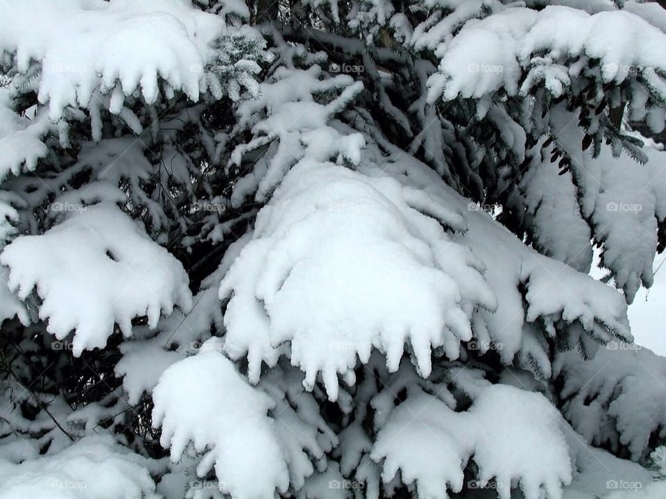 Snowy pine
