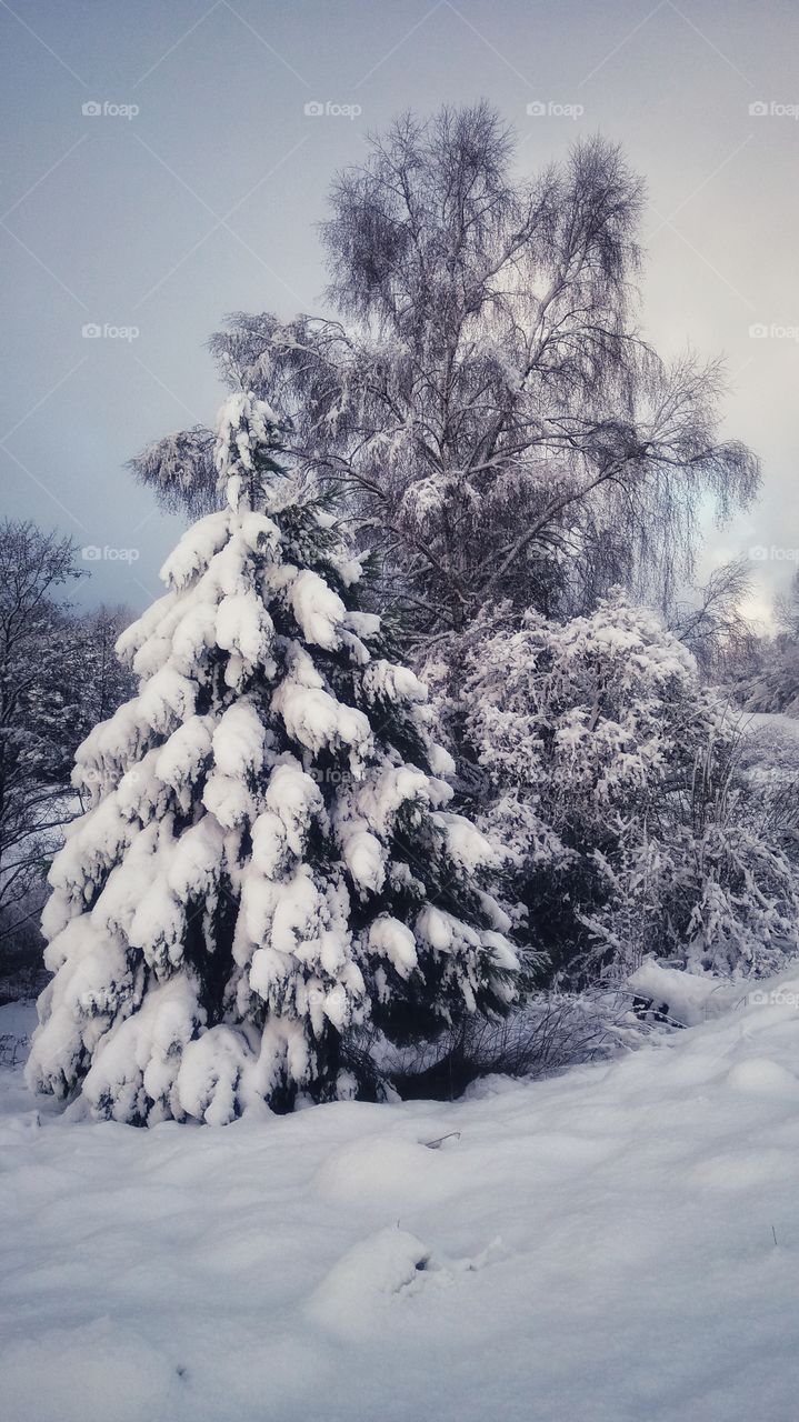 Snow covered Trees on a sunny day