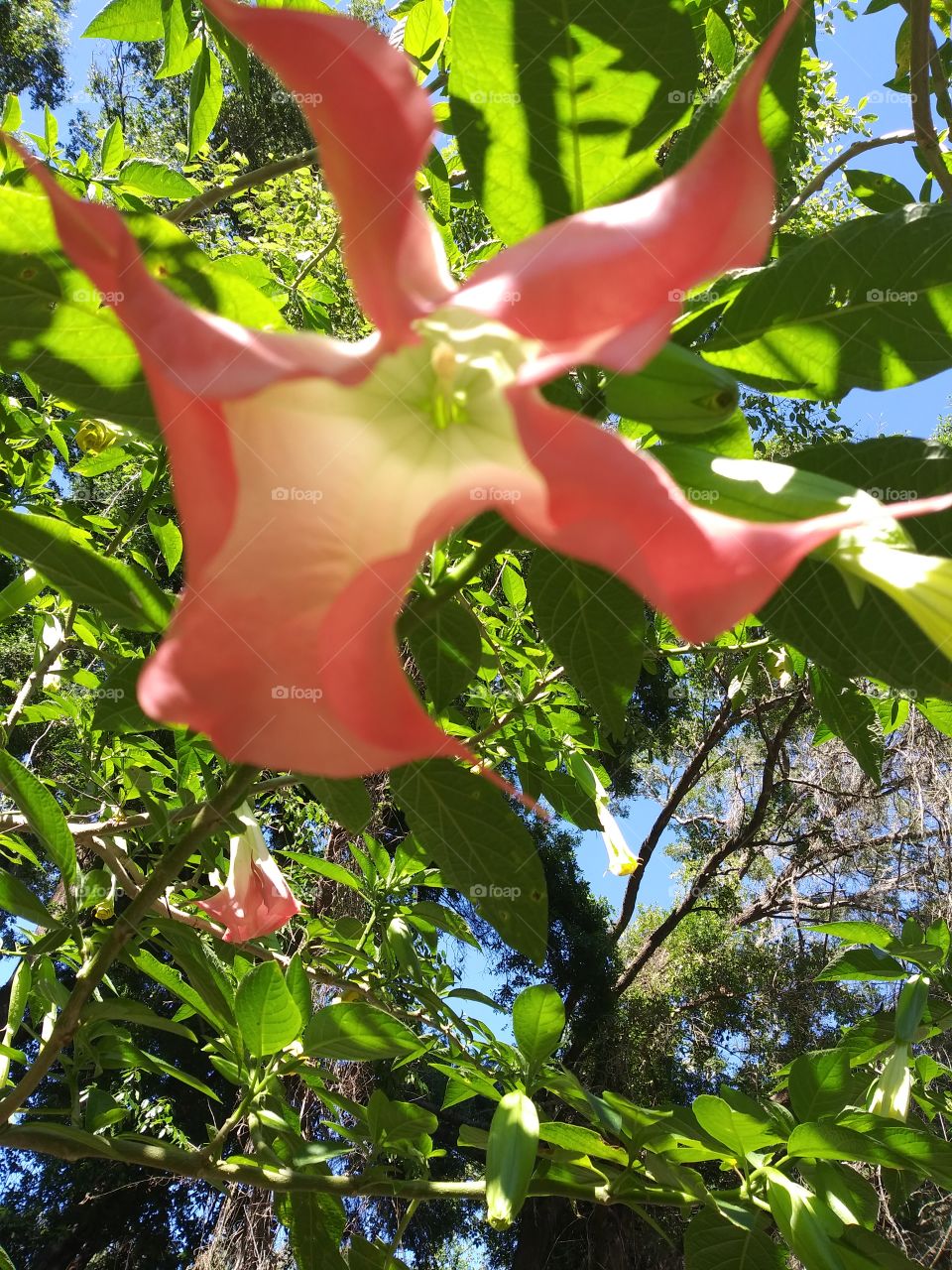 Blooming Angel Trumpet Flower