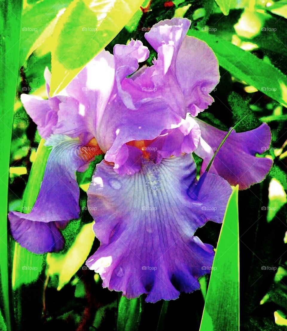 Iris