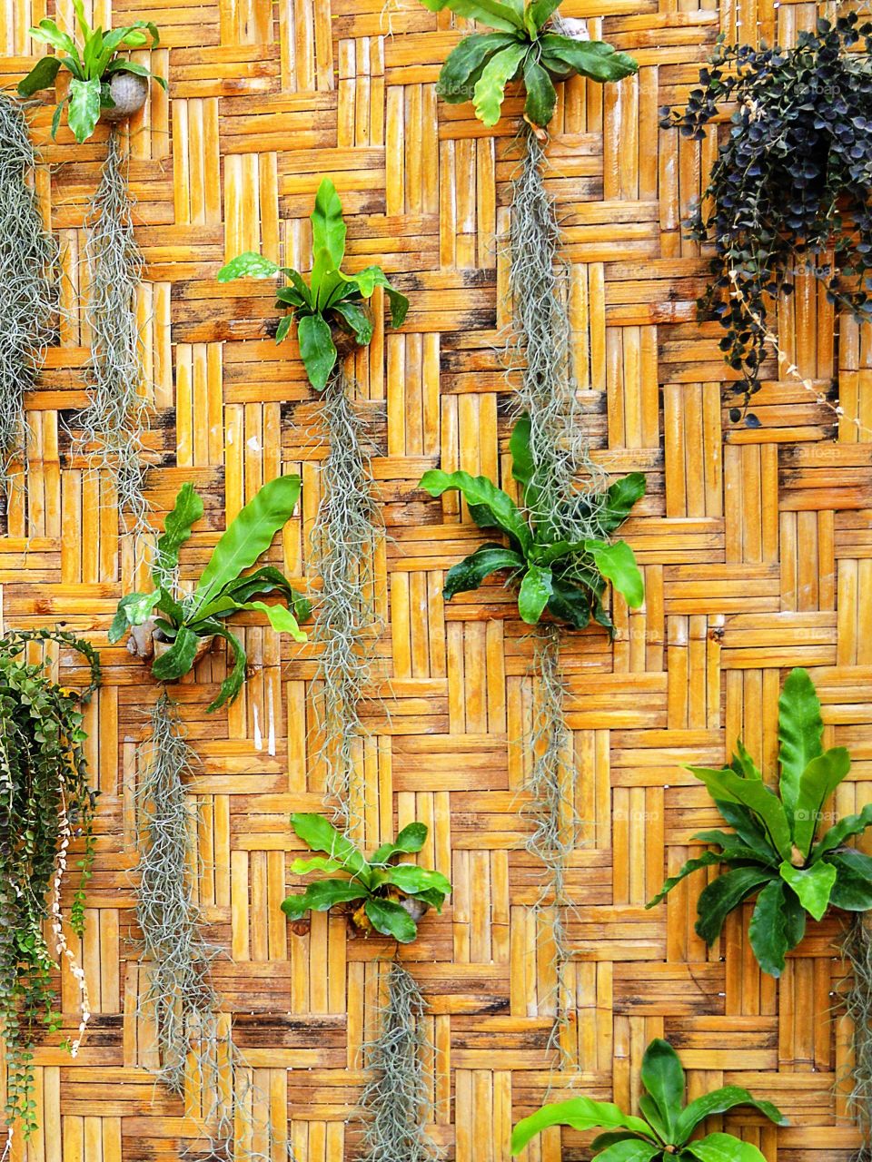 nature wall. nature wall in garden