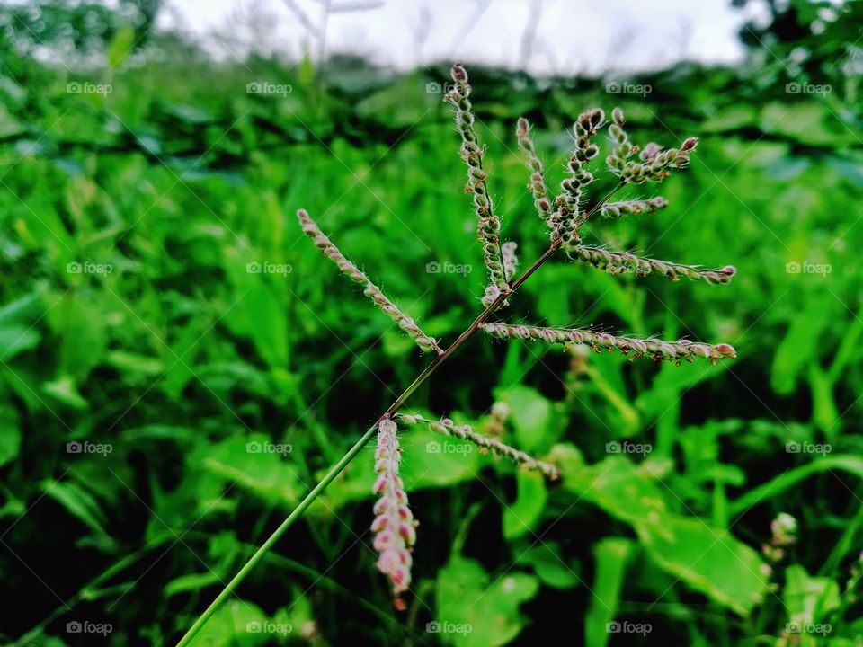 the green is always good vibes getting the early morning very awesome looking