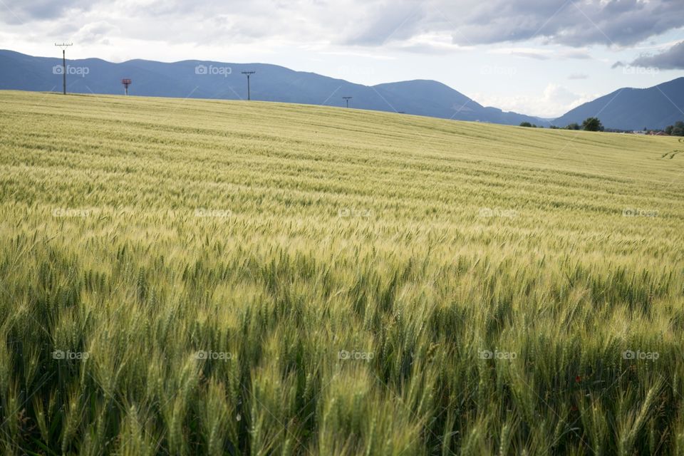 Golden wheat field during sunset.  Slovakia