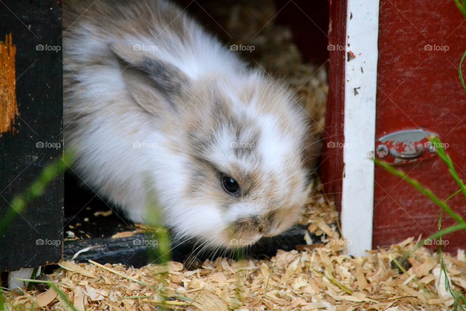 A rabbit in its house