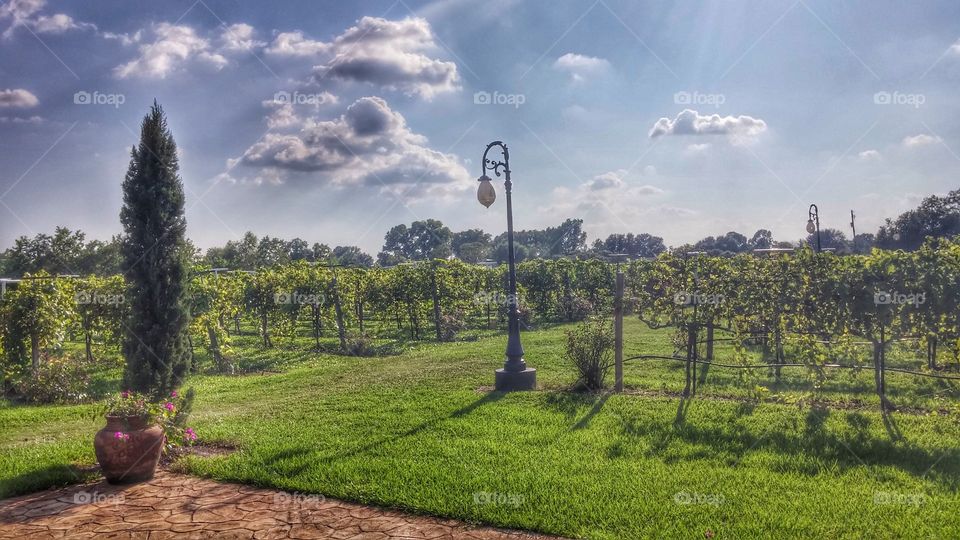 vineyards. At the Haak Winery in Texas.