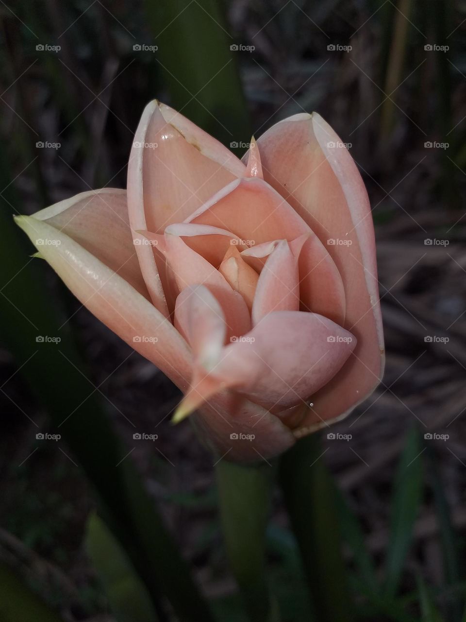 Ginger Flower