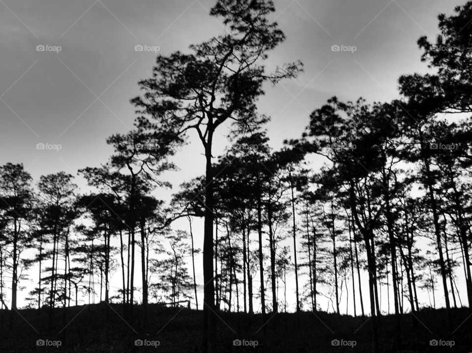 Trees in black