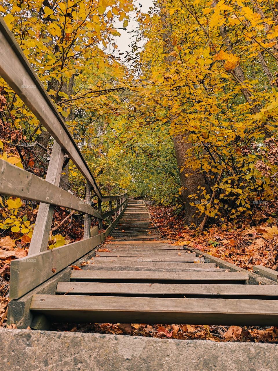 Step into the golden embrace of autumn, where every leaf is a whisper of change
