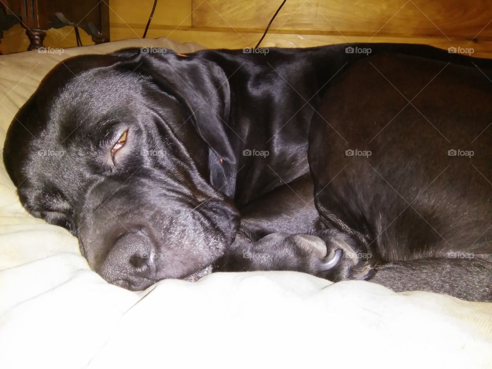 Tank, our beloved almost nine year old puppy, making sure he gets his full 20 hours of rest.