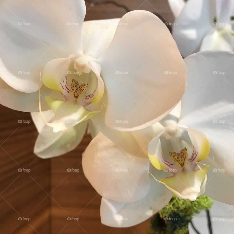 Just bloomed orchids, soft, elegant and romantic 