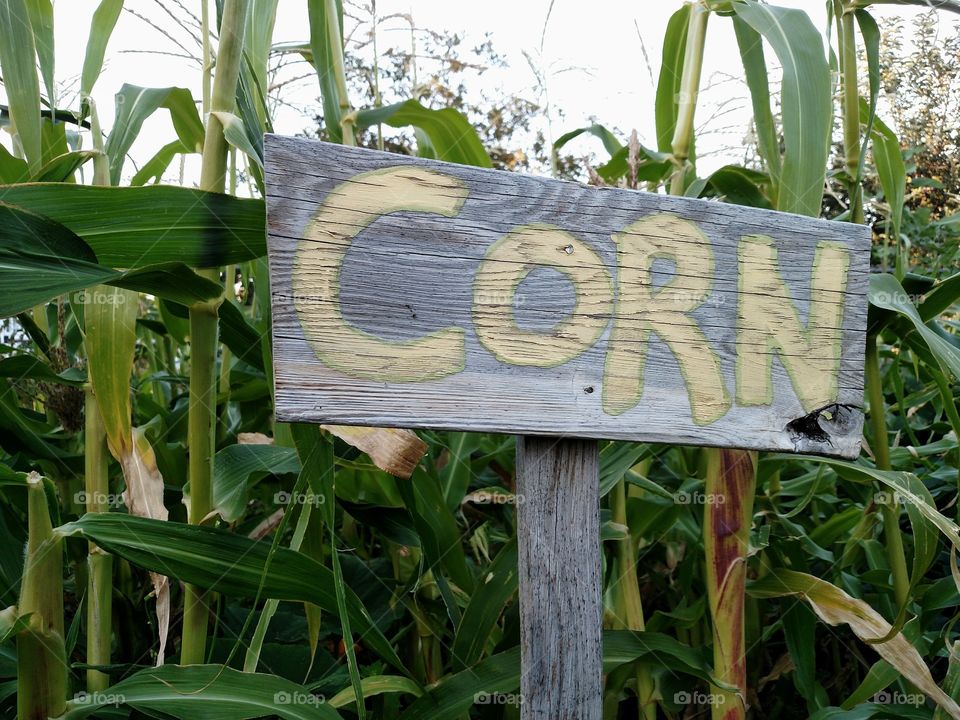 Corn Sign