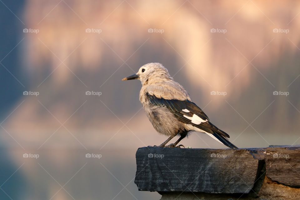 Profile view of perched Clark's Nutcracker (also known as Clark's Crow or Nutcracker Crow) photographed at Lake Louise in Canada's Rocky Mountains in Banff National Park, Alberta 