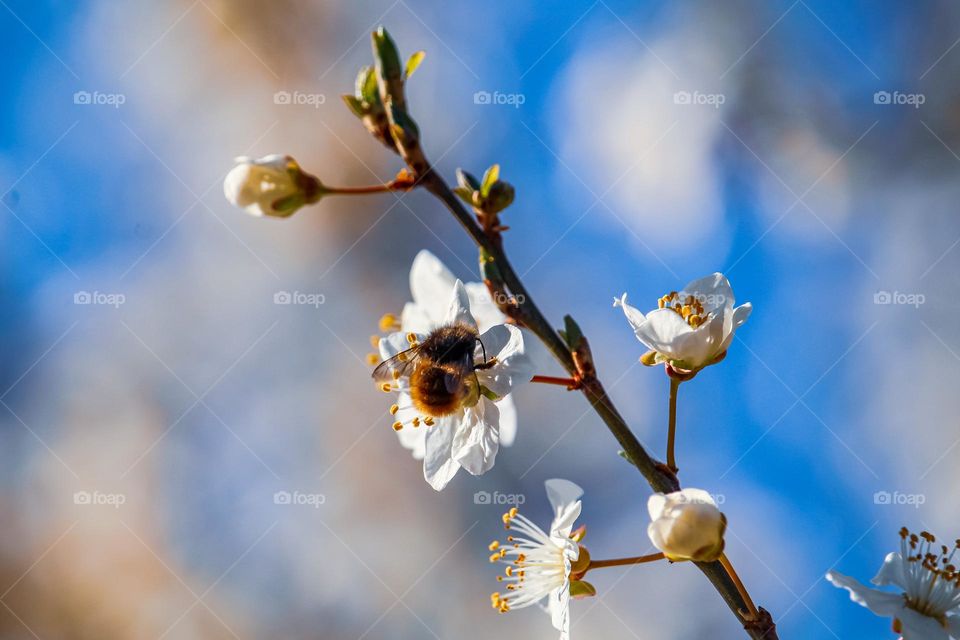 Bee at a spring flower