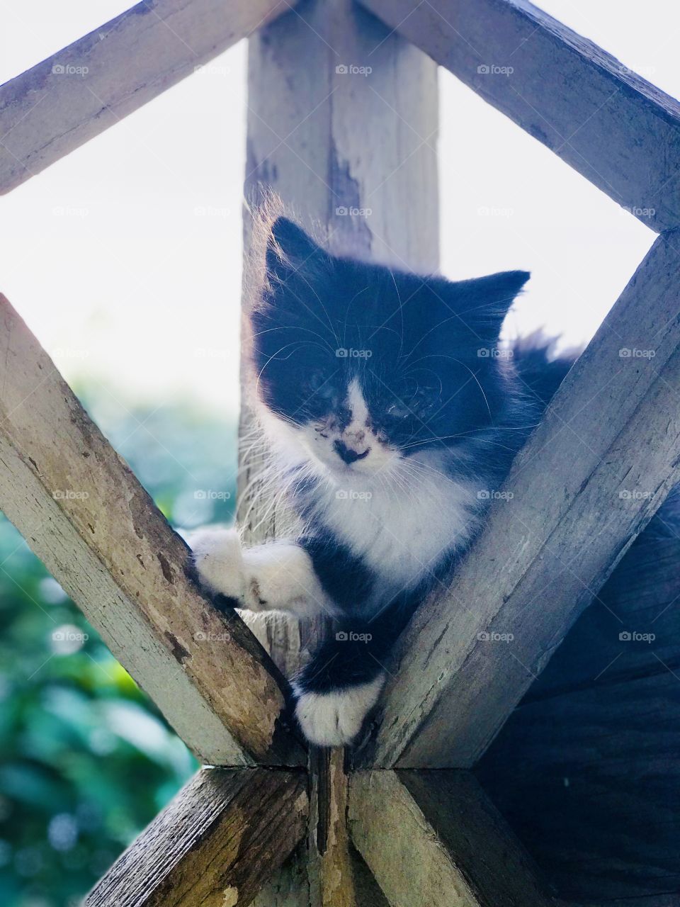 Kitty’s beautiful pose 