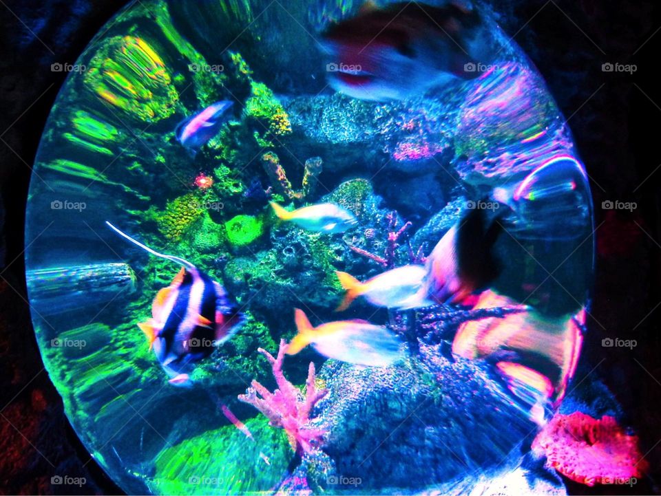 Color Pop Aquarium Fish