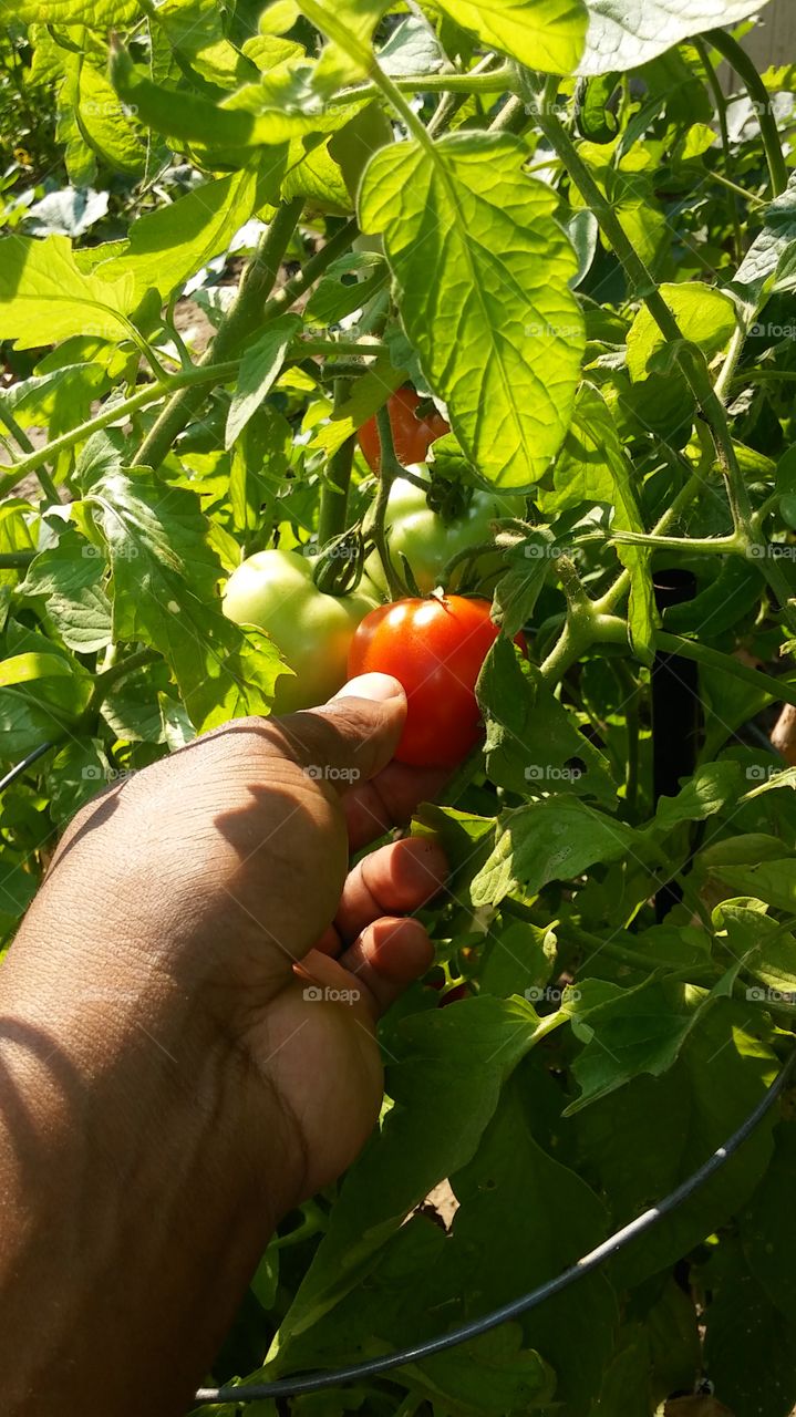 Food, Leaf, Agriculture, Fruit, Nature
